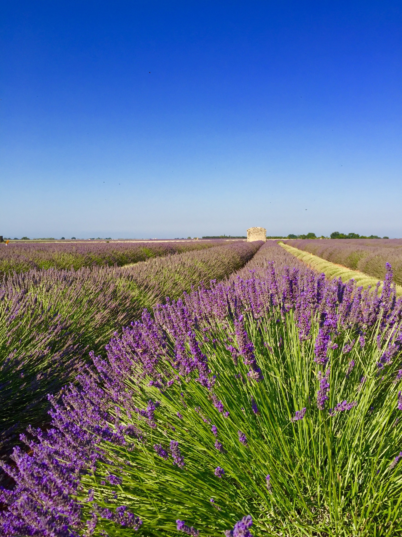 travel agency near lavender